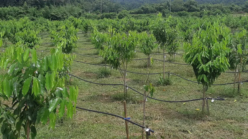 Agarwood Eco Capital