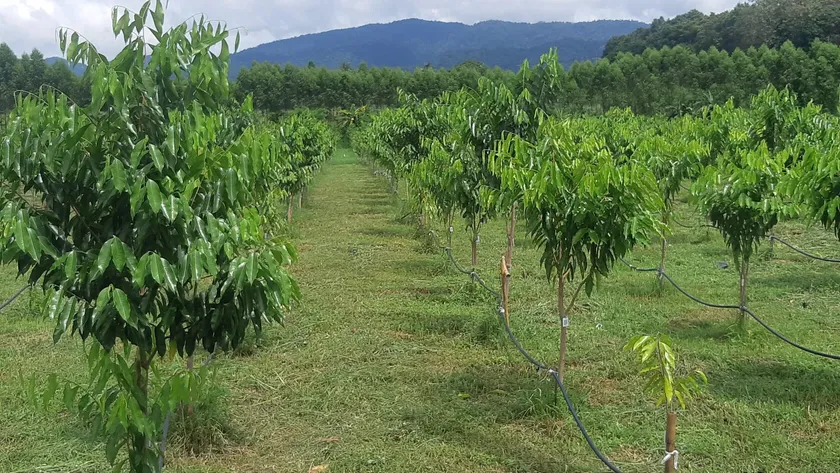 Agarwood Eco Capital