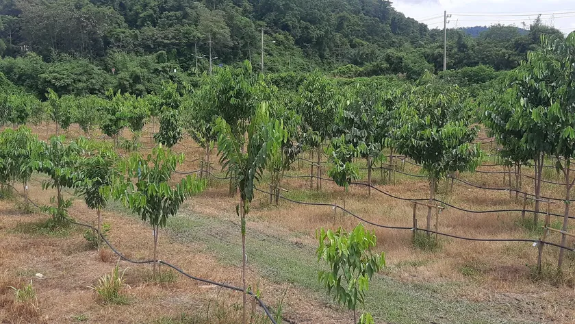 Agarwood Eco Capital