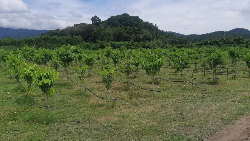 Agarwood Eco Capital