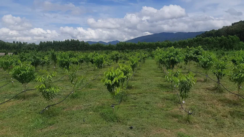 Agarwood Eco Capital