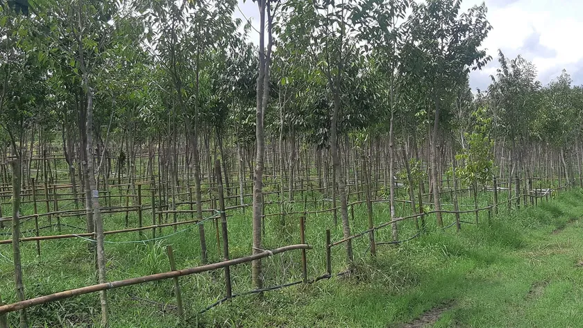 Agarwood Eco Capital