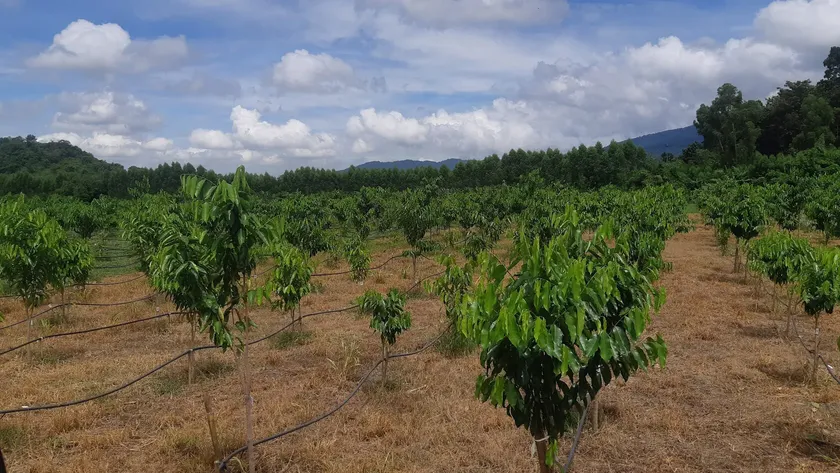 Agarwood Eco Capital