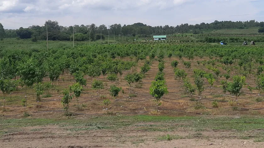 Agarwood Eco Capital