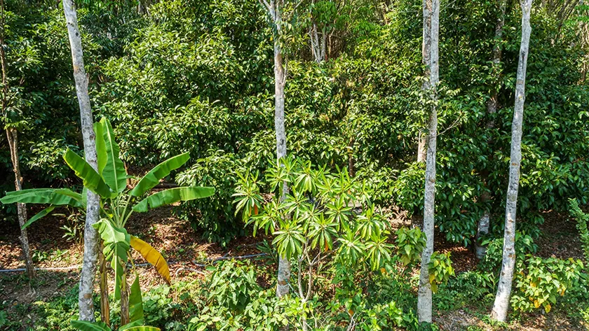 Agarwood Eco Capital