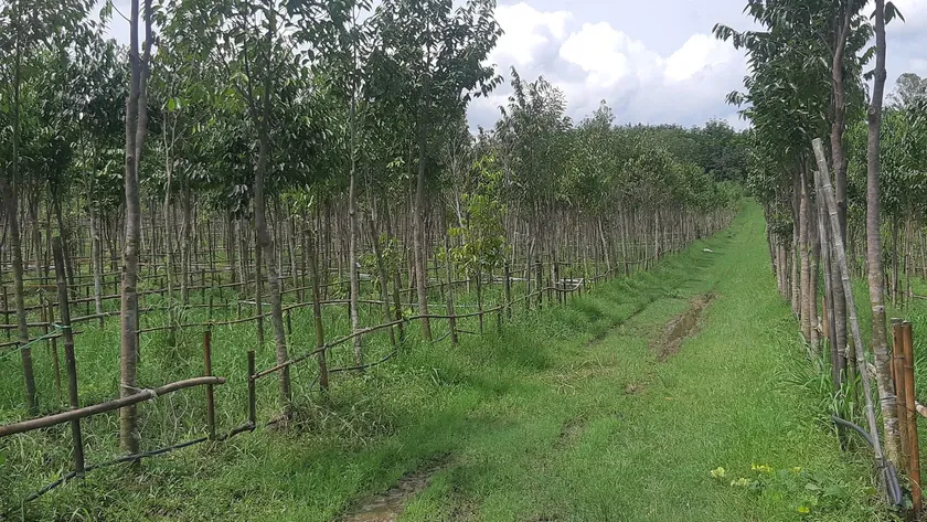 Agarwood Eco Capital