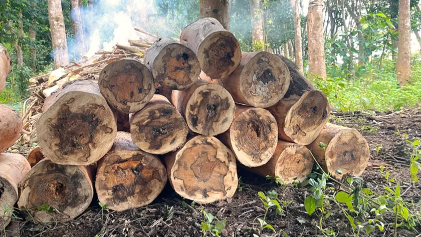 Agarwood Eco Capital